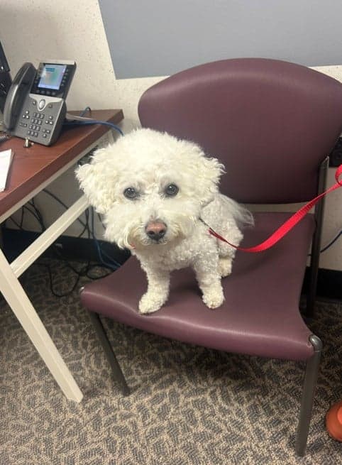 Trooper the Pet Therapy Dog