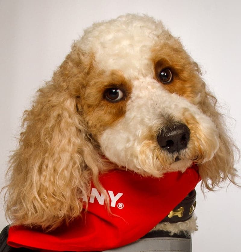 Lucy the therapy dog poses with her red Mount Nittany Health bandana