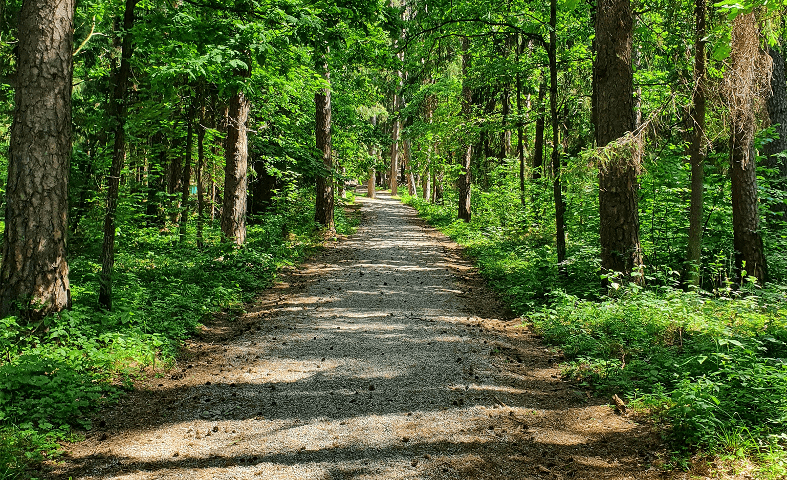 Gravel path in the woods surrounded by a lot of greenery